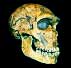 Neanderthal skull (photo: BBC)