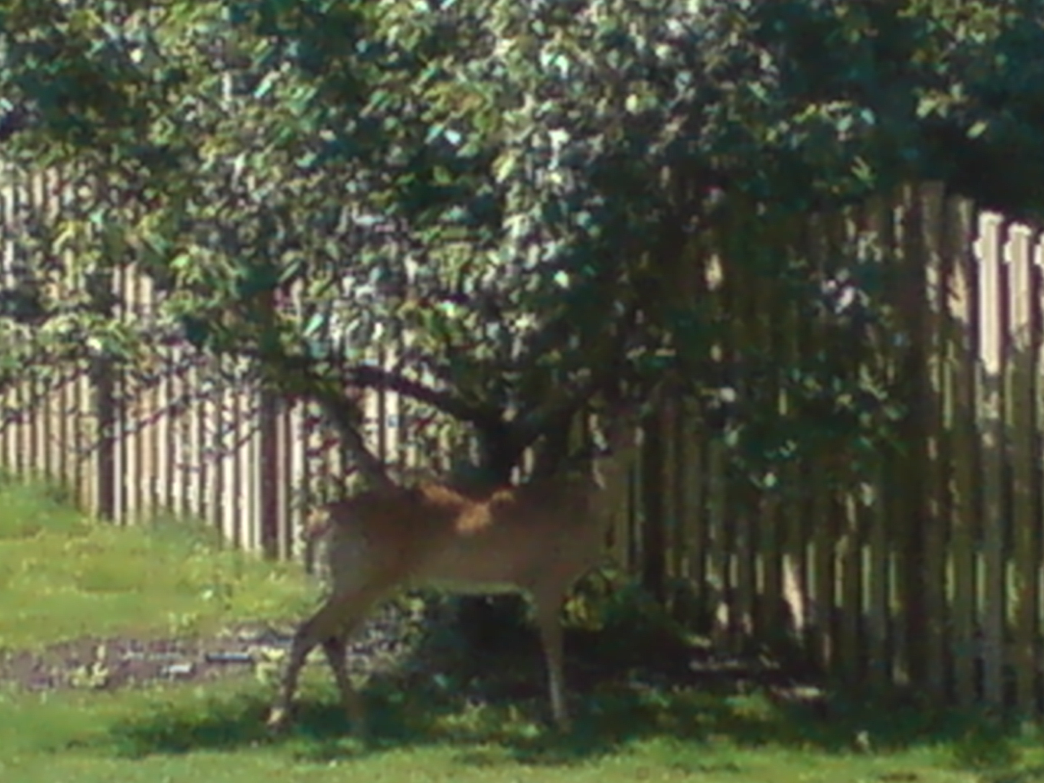 Not exactly the family but dee(a)r...and in our backyard